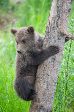 Brown Bear cub 909 junior climbing a spruce tree at Brooks Falls in Katmai National Park, Alaska