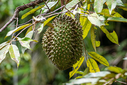 Fresh Durian Fruit Hanging on Tree in a Lush Tropical Orchard Ready for Harvest