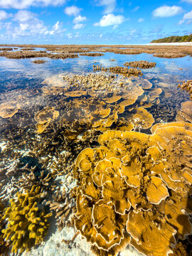 Hard corals emerge in shallow water on the reef flat at Heron Island, Great Barrier Reef, Queensland, Australia.