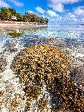 Hard corals emerge in shallow water on the reef flat at Heron Island, Great Barrier Reef, Queensland, Australia.