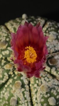 Cactus flower opening time-lapse, isolated on clean background.