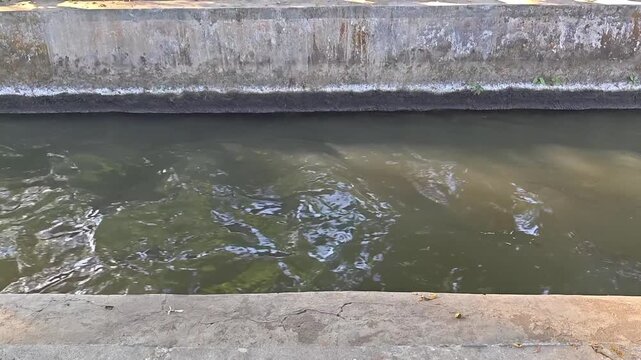 Green algae water canal flowing through urban park, murky pond surface with aquatic plants