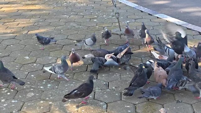 Pigeons feeding on stone pavement in outdoor urban park, flock of birds gathered together