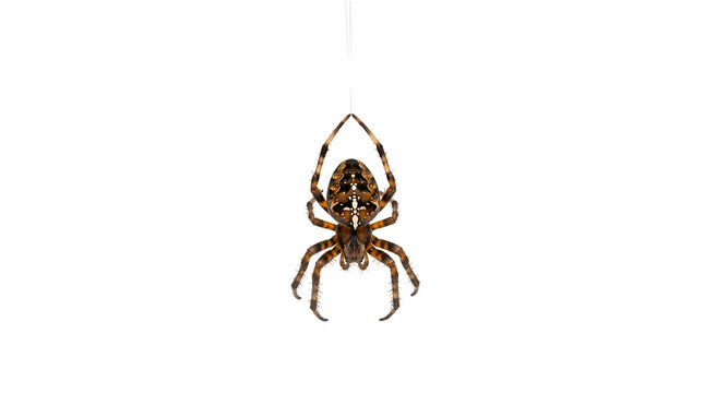 Close up of garden spider hanging upside down with web details visible.