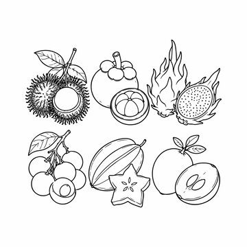 Exotic Tropical Fruits Line Art Vector Set, Rambutan, Mangosteen, Dragon Fruit, Longan, Starfruit and Plum Outline Collection