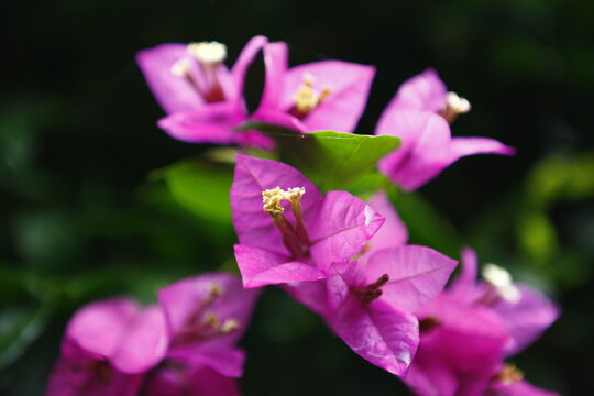 Vibrant pink bougainvillea flowers bloom in dark background.