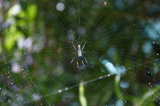 A large spider rests at the center of its web in nature.