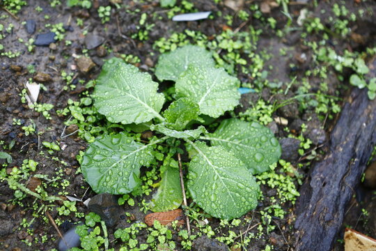 A fresh vegetable seedling grows in wet soil.