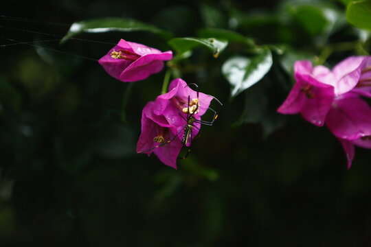 A spider rests on vibrant pink flowers.