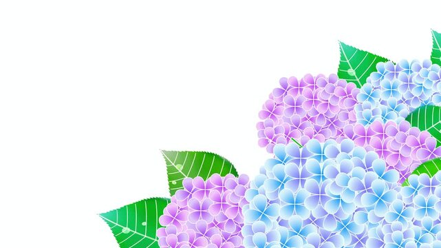 Blue and Purple Hydrangea Flower Illustration 4K