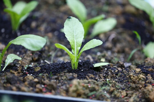 A fresh green vegetable seedling grows in soil.