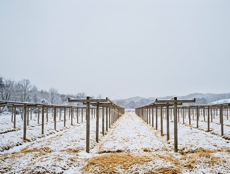 Minimalist wide shot of a dormant ginseng field in deep winter, bare timber canopy frames standing in receding parallel rows, beds blanketed in golden rice straw mulch dusted with fresh snow.