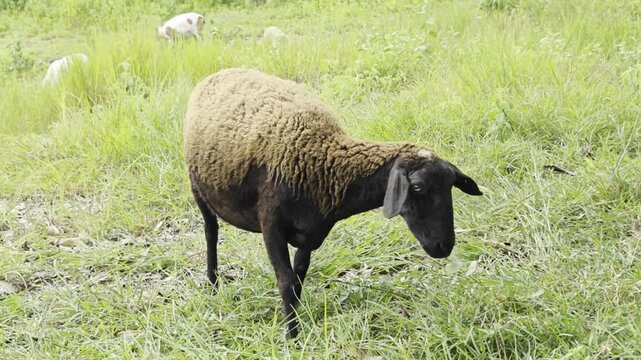 A black sheep stands in a sheep farm alongside a flock of white sheep in afternoon time.