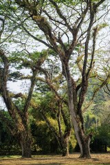 Fototapeta premium A large, old tree, covered in green moss and adorned with epiphytes, grows in a lush garden area.