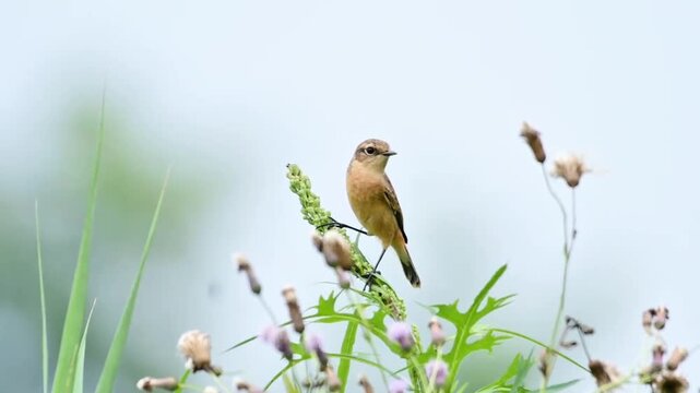 East Asian Stonechat Portrait