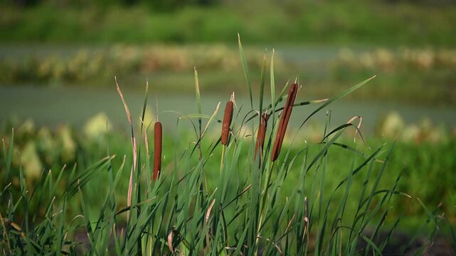 Close-up of cattail seed heads at McKee-Beshers Wildlife Management Area, Maryland