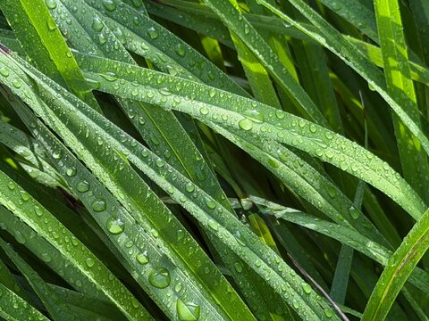 Raindrops ongrren gress fronds in closeup,