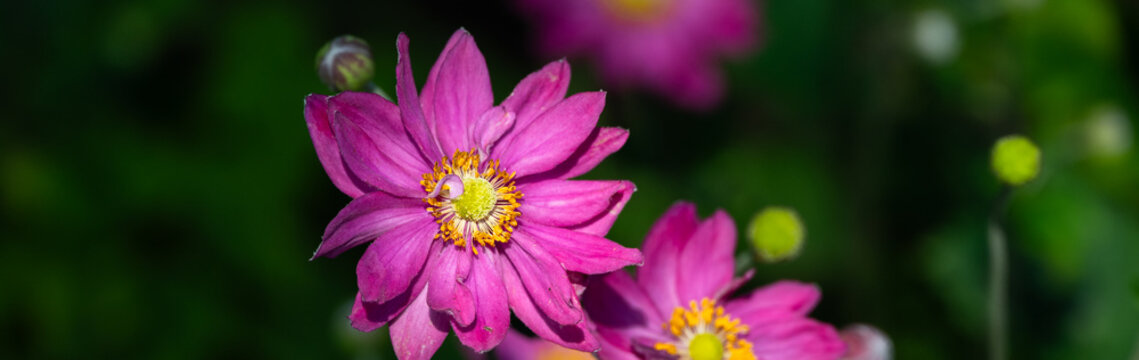Cheerful pink flower with yellow centers of Curtain Call Pink Japanese Anemone plants blooming in summer, as a nature background
