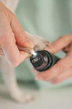 A veterinarian files a dog's nails with a grinder. Grooming salon.
