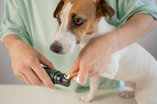 A Jack Russell Terrier getting his nails filed with a grinder at a grooming salon.