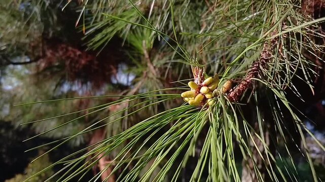 close up of a pine cone, Cinematic B-roll footage of flowering pine trees swaying in the wind&mdash;suitable for nature video backgrounds, meditation and relaxation videos, nature tourism promotional videos
