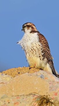 A magnificent falcon perched on a rocky cliff under a clear blue sky