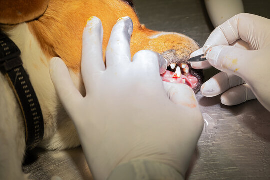 Veterinarian Performing Dental Surgery on an Anesthetized Dog