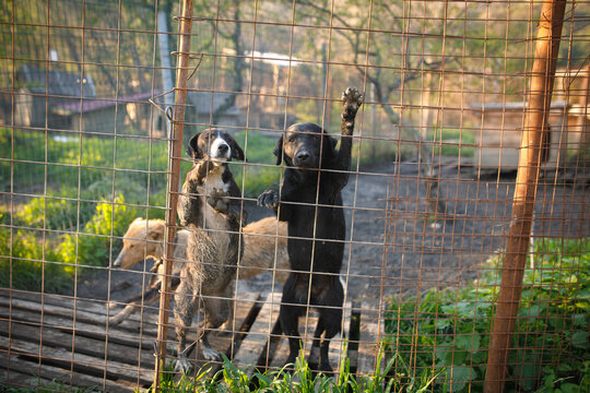 Stray dogs standing together in fenced yard at temporary outdoor shelter