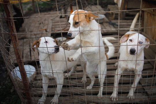 Three stray dogs standing together socializing in temporary outdoor shelter enclosure
