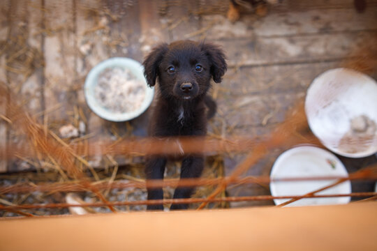 Stray puppy standing at wire fence near empty food bowls at temporary outdoor shelter