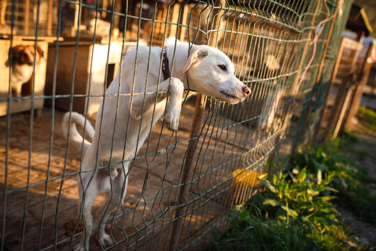 Stray dog standing at wire fence with one dog behind at temporary outdoor shelter