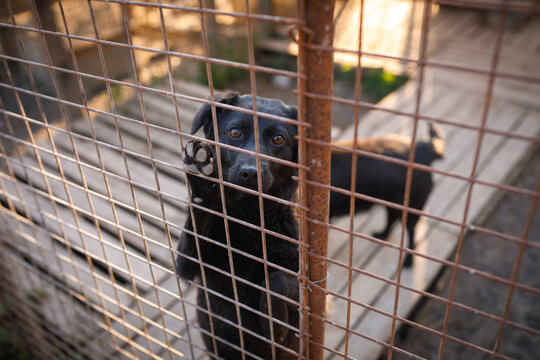 Stray dogs standing together in kennel enclosure at temporary outdoor shelter