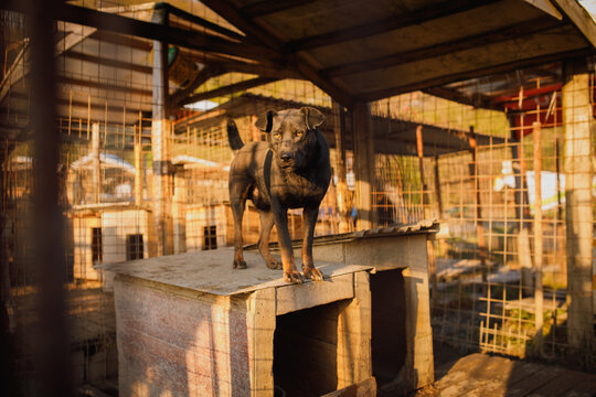 Stray dog standing on elevated outdoor wooden structure at temporary shelter