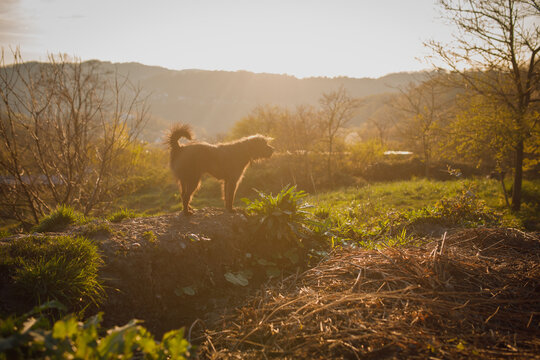 Dog standing alone in mountain landscape at golden sunset