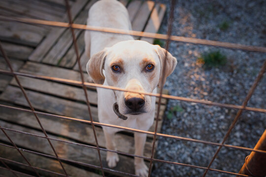 Stray dog standing at wire fence looking directly at camera at temporary outdoor shelter