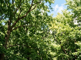 Fototapeta premium Lush Green Forest with Sunlight and Blue Sky.