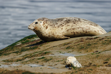 Naklejka premium A Harbor Seal Lounging on a Rock