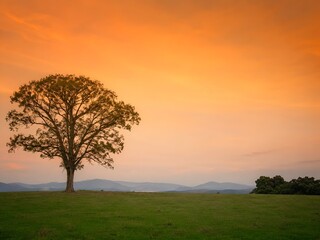 Naklejka premium Lone tree silhouette in sunset mountain landscape