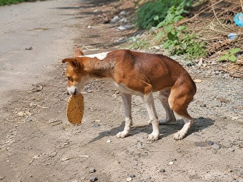 Side view of stray dog with food