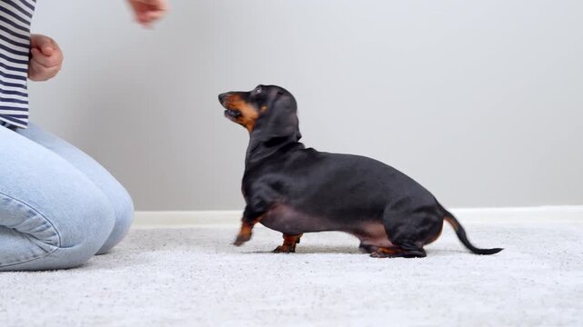A black and tan dachshund dog spins in a circle on a carpeted floor while a woman offers a treat during an indoor training session at home, a concept of pet obedience and bonding.