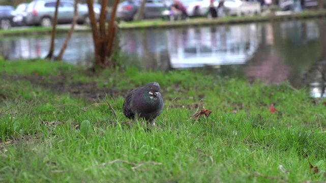 Dove looking for food