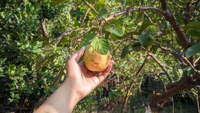 A hand holding green yellowing guava fruit in the garden.