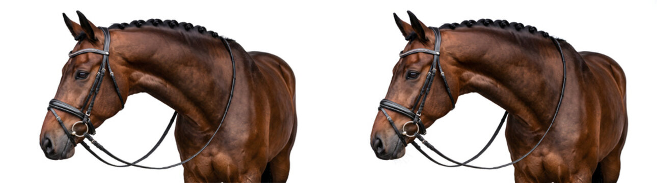 Brown horse portrait with braided mane, leather bridle and reins showing muscular neck, ideal for equestrian design, PNG, Transparent and White Background Versions