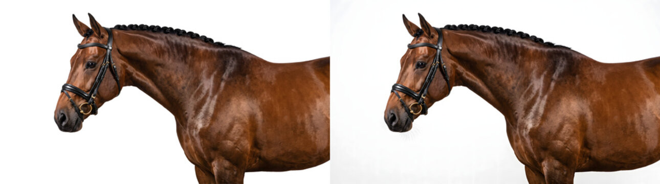 Brown horse portrait with braided mane and leather bridle showing elegant muscular neck, ideal for equestrian design, PNG, Transparent and White Background Versions