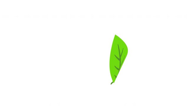 Isolated green leaf twirling gently from top to bottom on alpha Prores Alpha 4K 60 fps