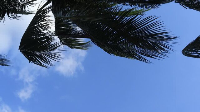 close-up of coconut tree leaves swaying gently in the sea breeze.