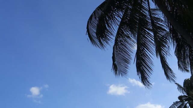 close-up of coconut tree leaves swaying gently in the sea breeze.