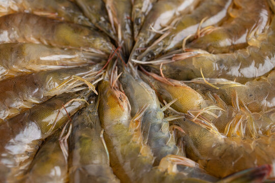 Pile of fresh raw shrimp