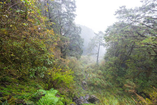 Misty mountain forest in alishan taiwan