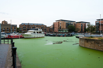 Obraz premium Limehouse basin marina suffering from algae bloom